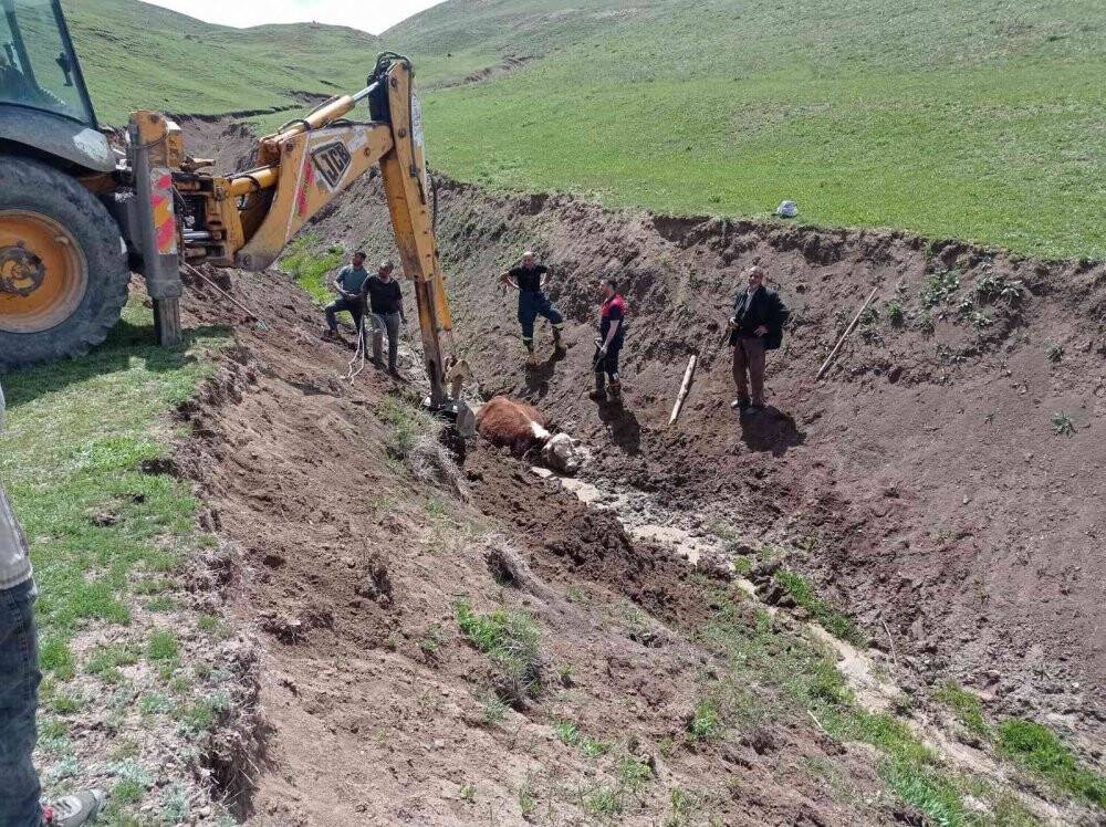 Bataklığa saplanan büyükbaş hayvan kurtarıldı