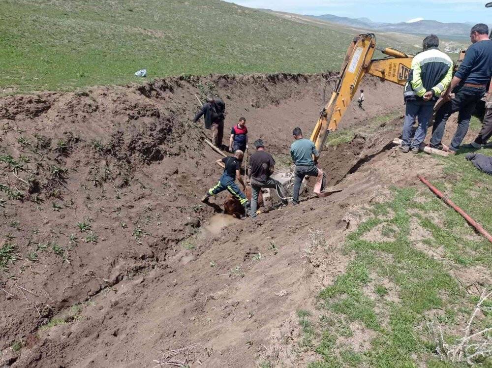 Bataklığa saplanan büyükbaş hayvan kurtarıldı
