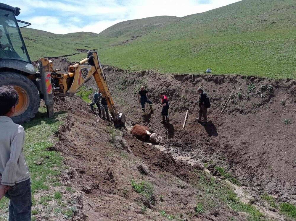 Bataklığa saplanan büyükbaş hayvan kurtarıldı