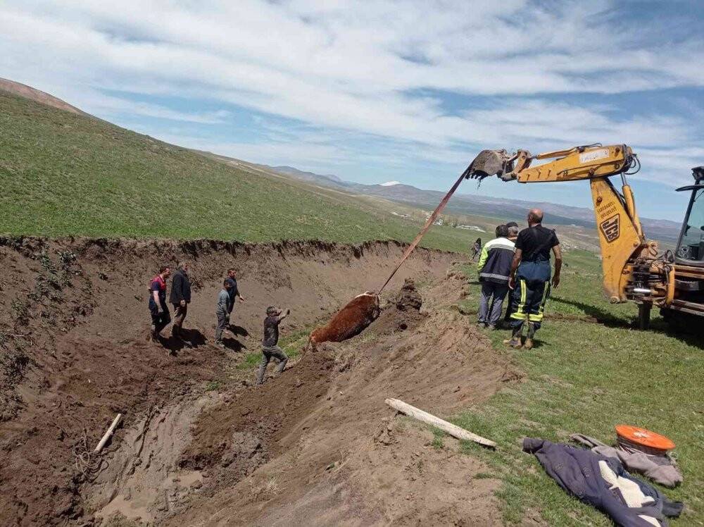 Bataklığa saplanan büyükbaş hayvan kurtarıldı