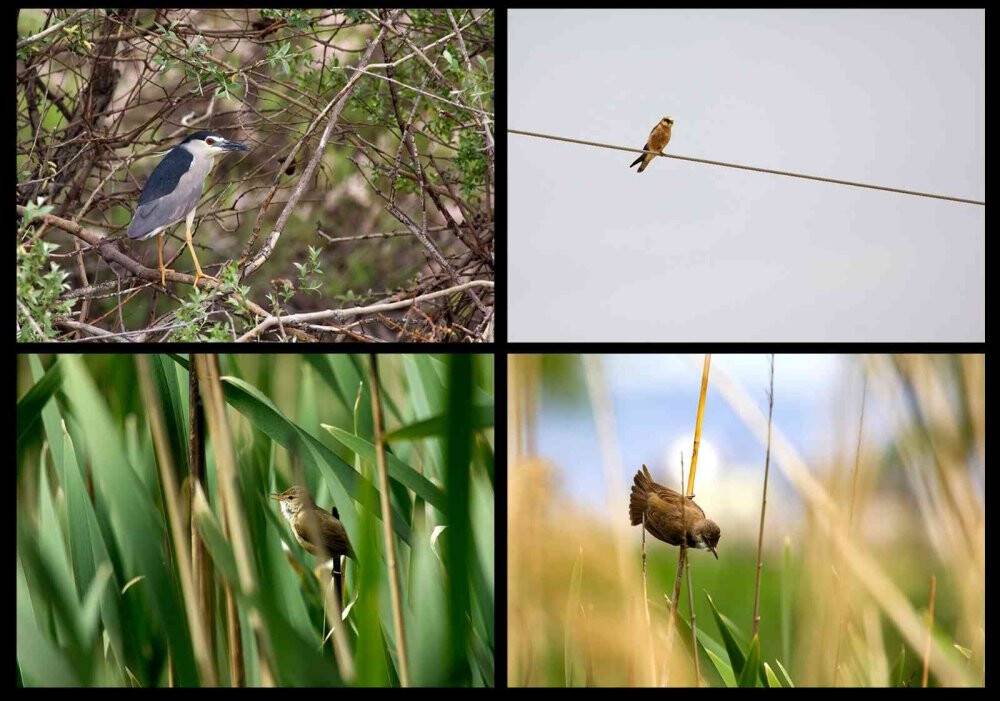 Sultan Sazlığı ve Aladağlarda 139 kuş türü tespit edildi