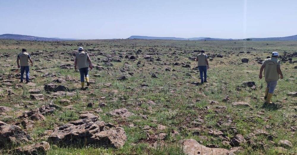 Kilis’te çekirge istilası