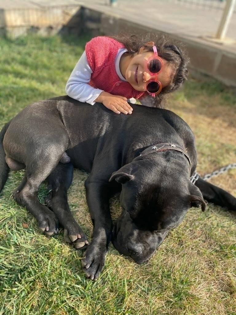 Pitbul vahşetinde tutuklu sanıklar tahliye edildi