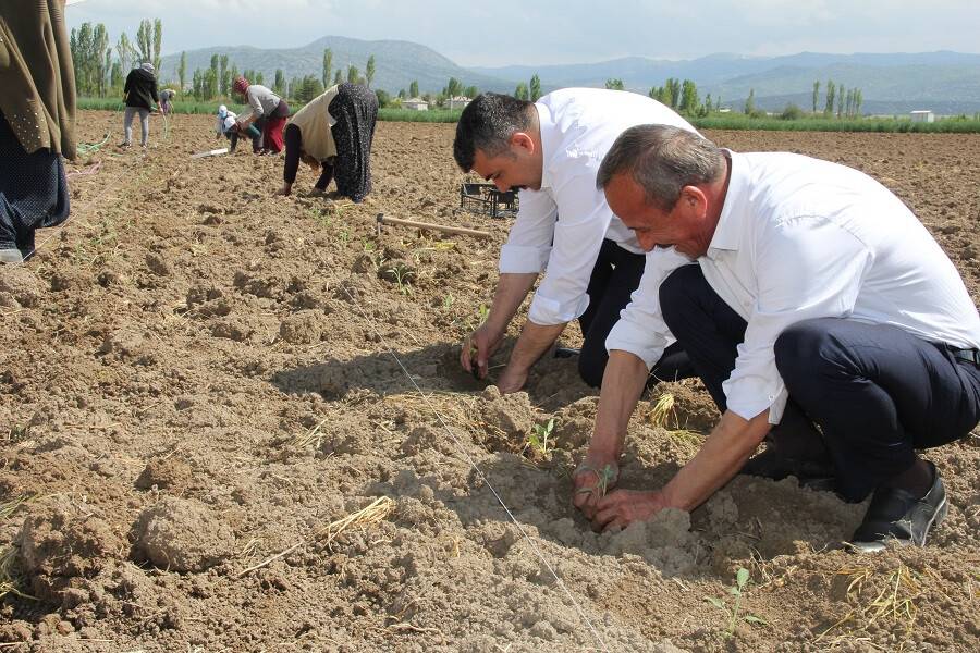 aa-20220518-27897949-27897941-yalihuyukte-9-bin-ada-cayi-fidani-dikildi.jpg