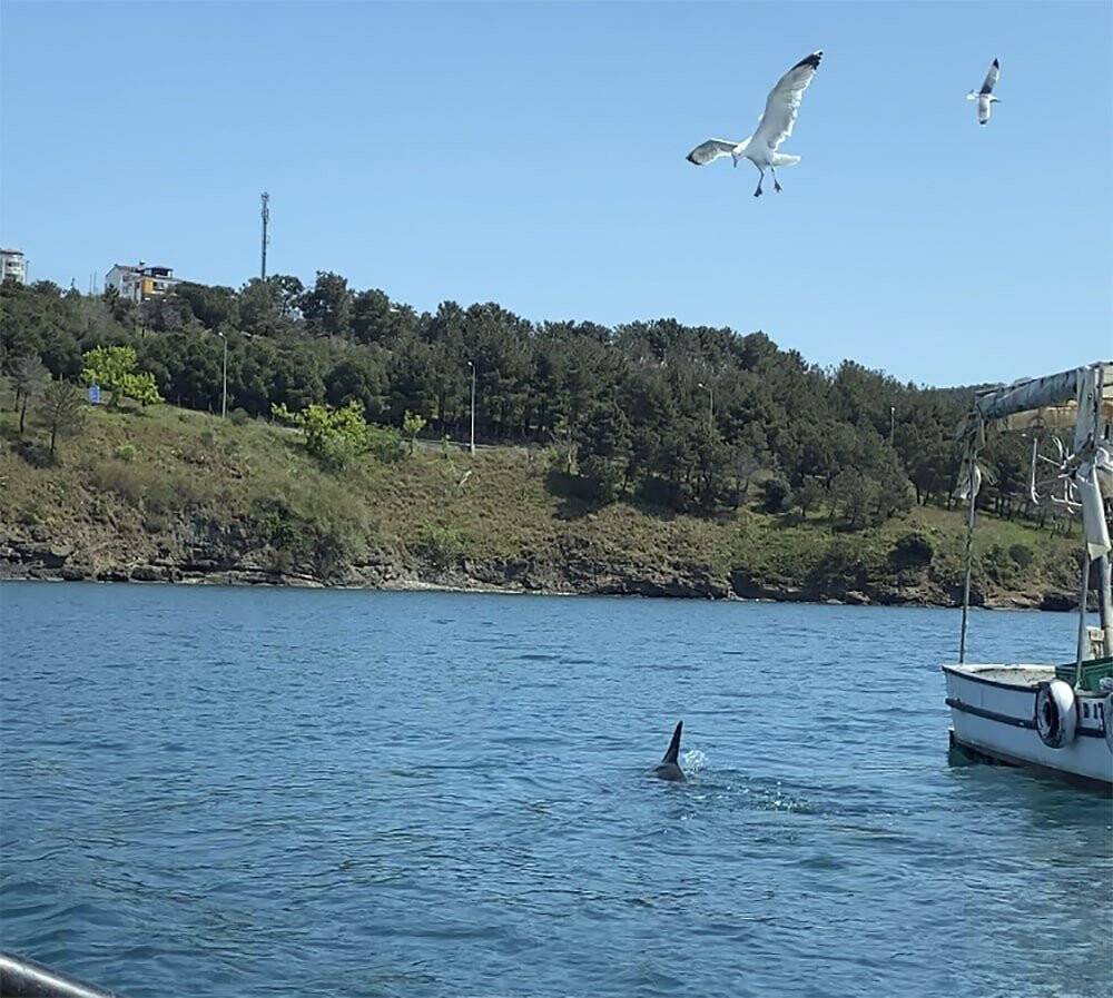 Balıkçı, tekneye yanaşan yunusu besledi