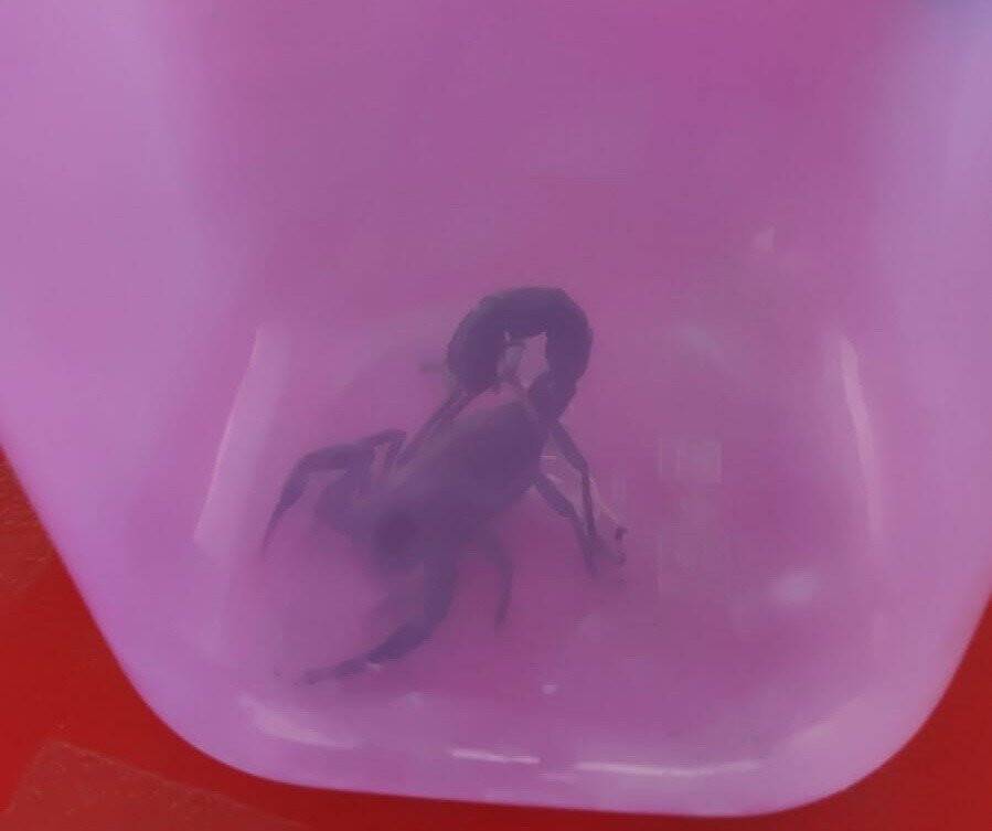 Uyuşturucu beklerken zehirli akrepler ele geçirildi