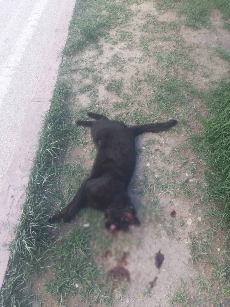 Aracıyla ezdiği kediyi ölüme terk eden şahsa ceza