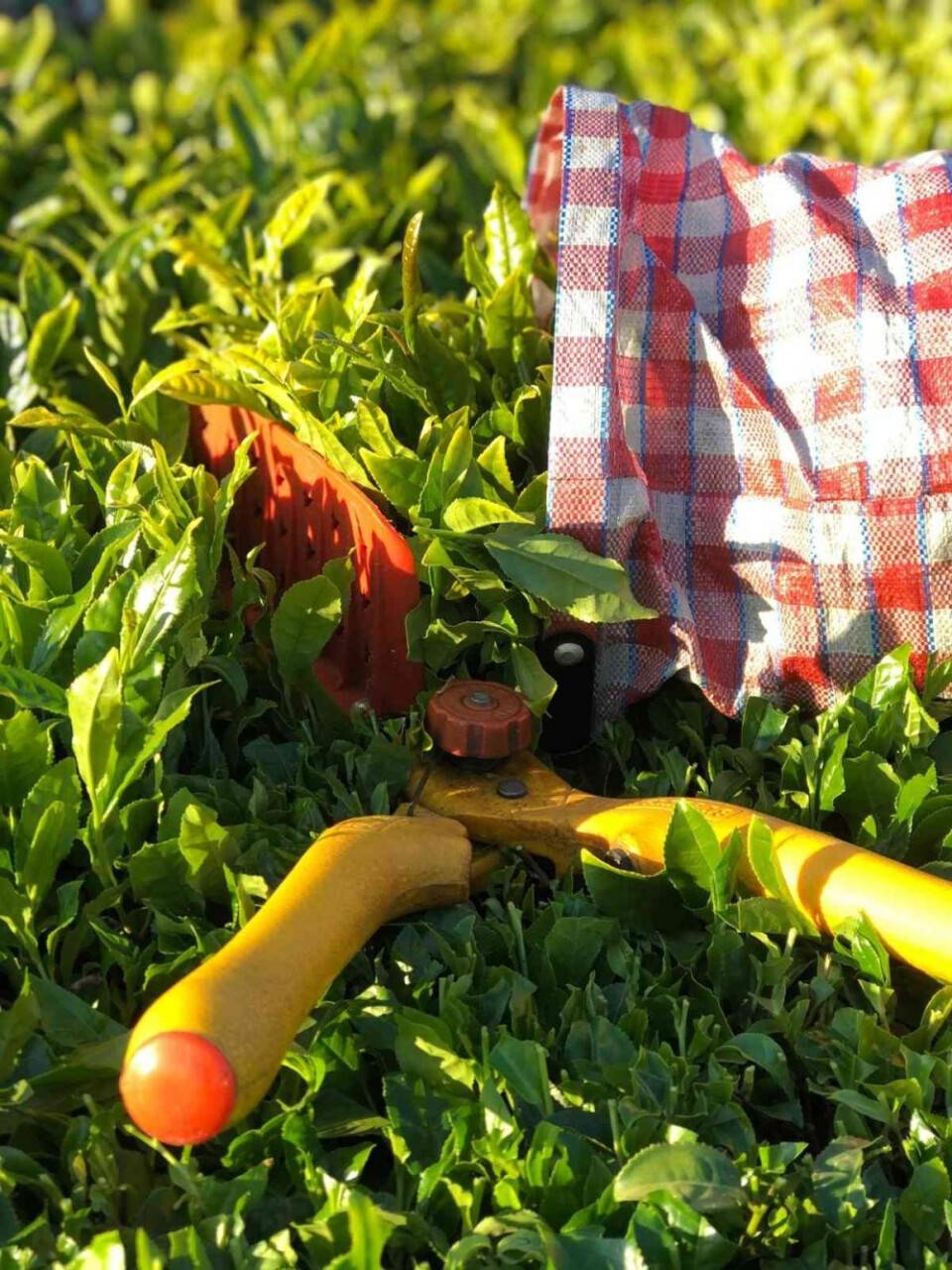 ÇAYKUR ilk üç günde bin 500 ton yaş çay alımı yaptı