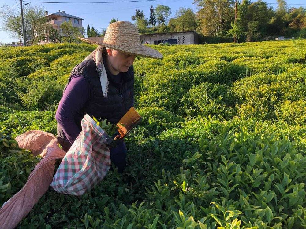 ÇAYKUR ilk üç günde bin 500 ton yaş çay alımı yaptı