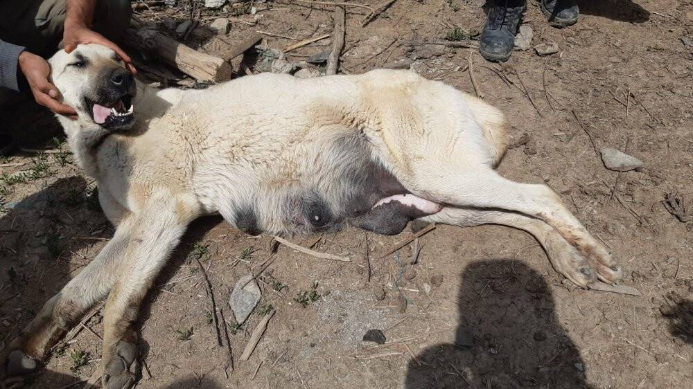 Kurtların saldırdığı köpek tedavi altına alındı