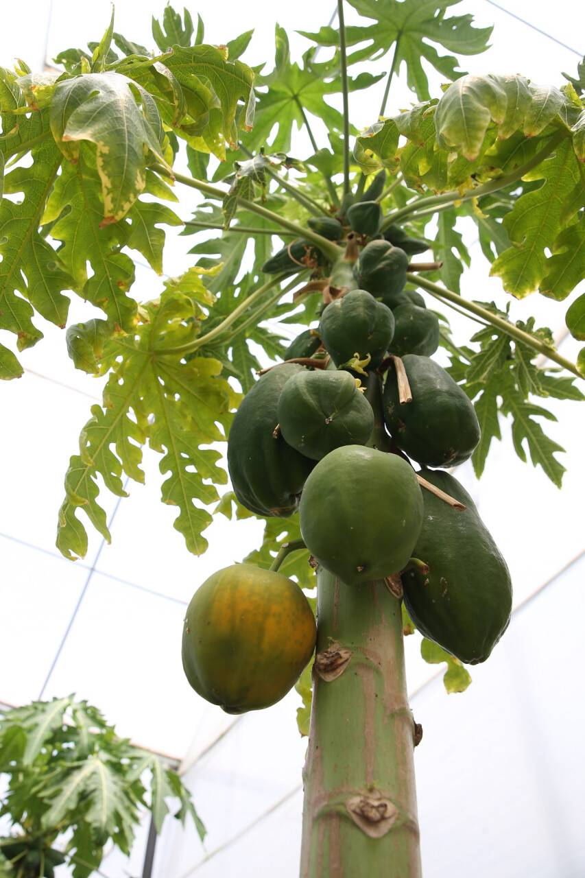 aa-20220520-27921185-27921170-tropikal-meyve-uretiminde-yeni-trend-ortu-alti-papaya.jpg