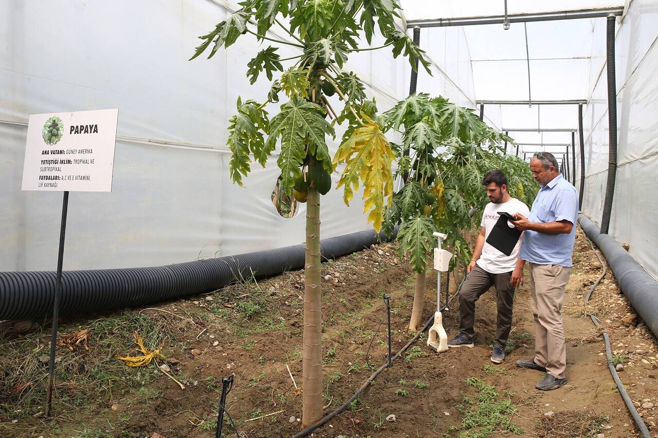 aa-20220520-27921185-27921174-tropikal-meyve-uretiminde-yeni-trend-ortu-alti-papaya.jpg