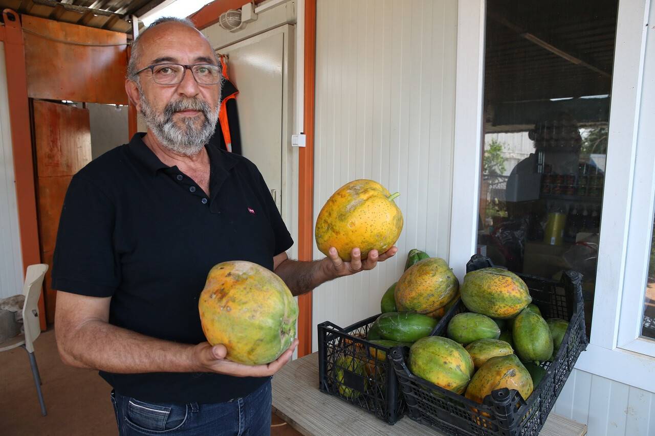 aa-20220520-27921185-27921183-tropikal-meyve-uretiminde-yeni-trend-ortu-alti-papaya.jpg