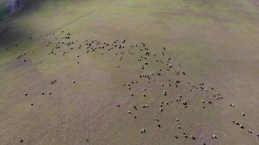 Muş, bölgenin hayvancılık merkezi haline geliyor