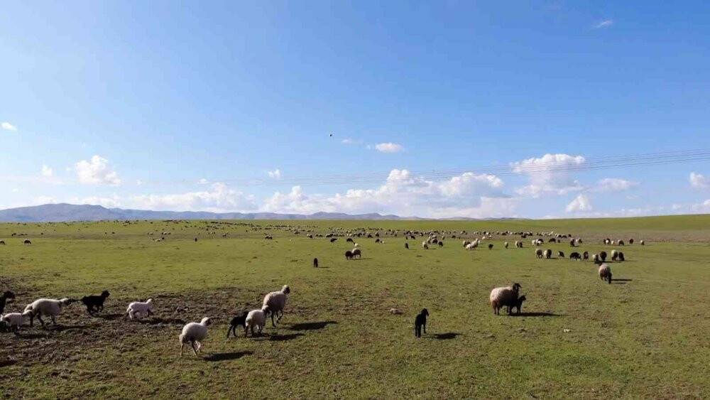 Muş, bölgenin hayvancılık merkezi haline geliyor