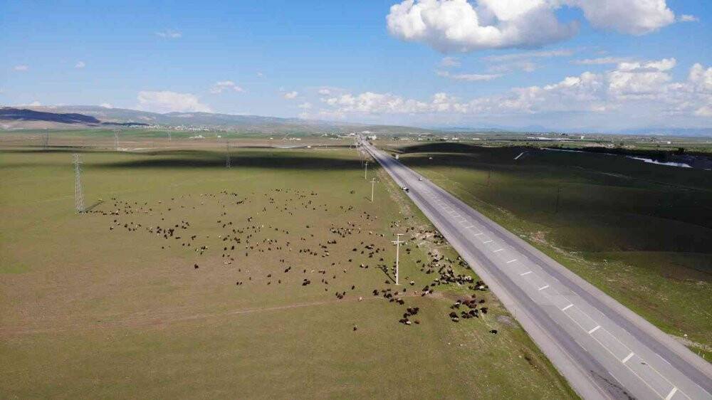 Muş, bölgenin hayvancılık merkezi haline geliyor