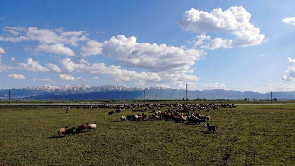 Muş, bölgenin hayvancılık merkezi haline geliyor