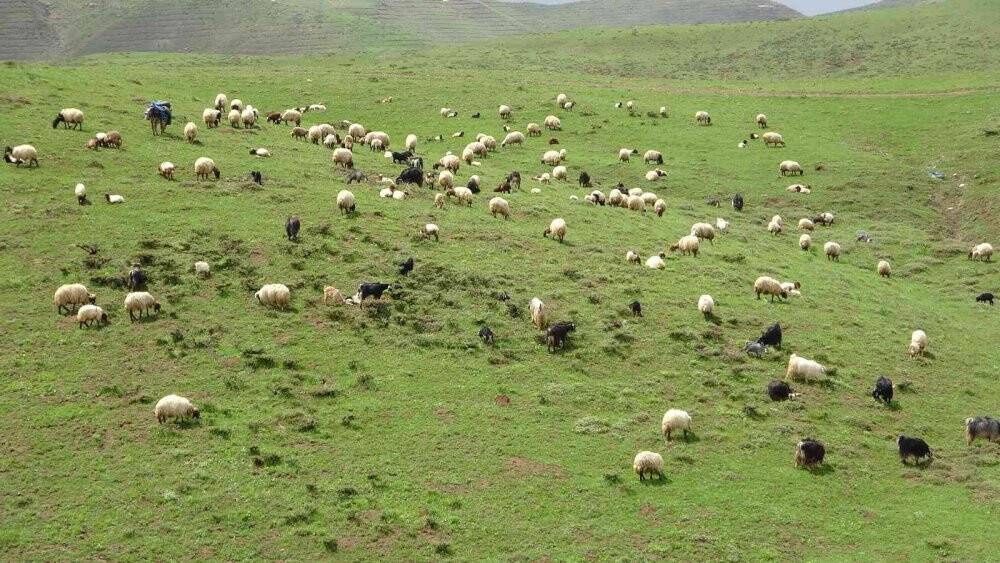 Muş, bölgenin hayvancılık merkezi haline geliyor