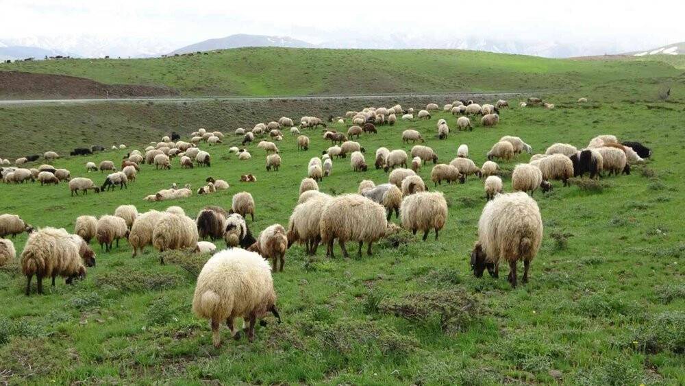 Muş, bölgenin hayvancılık merkezi haline geliyor