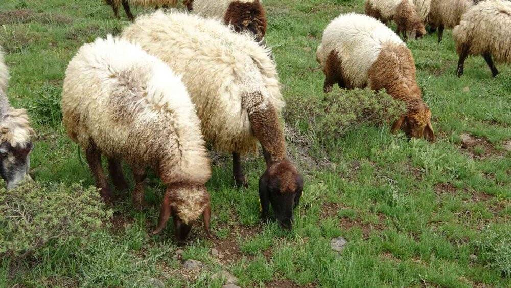 Muş, bölgenin hayvancılık merkezi haline geliyor