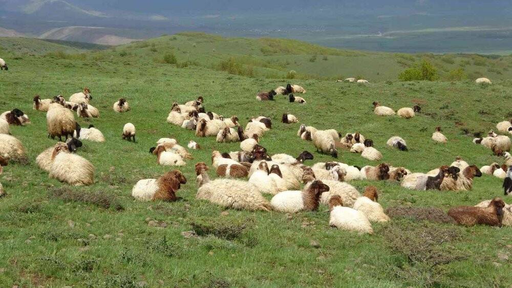 Muş, bölgenin hayvancılık merkezi haline geliyor