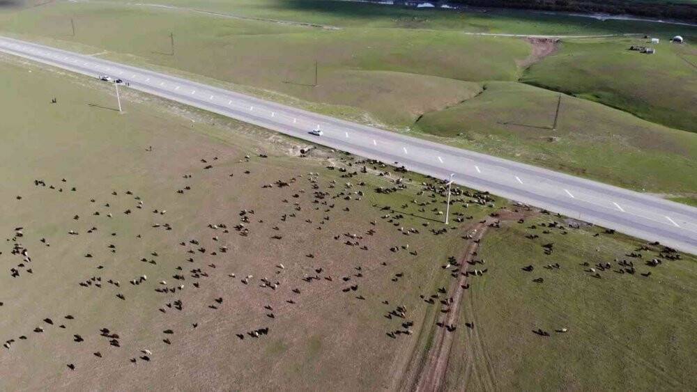 Muş, bölgenin hayvancılık merkezi haline geliyor