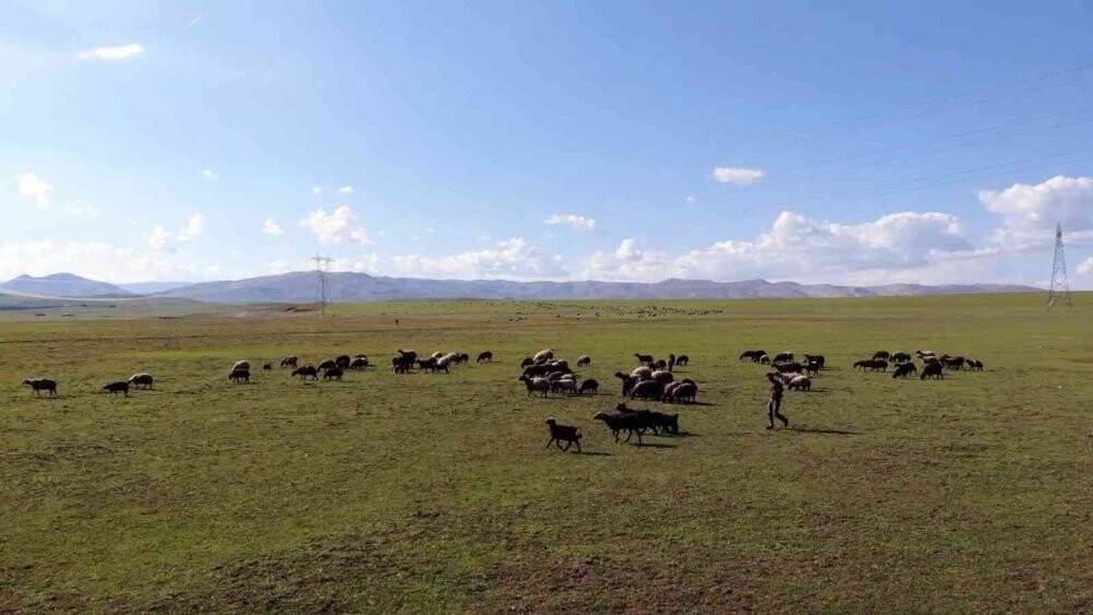 Muş, bölgenin hayvancılık merkezi haline geliyor