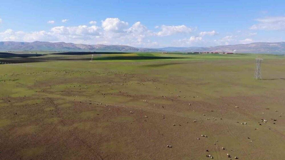 Muş, bölgenin hayvancılık merkezi haline geliyor