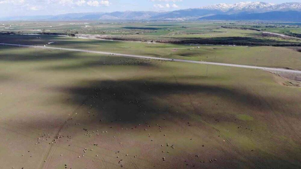 Muş, bölgenin hayvancılık merkezi haline geliyor