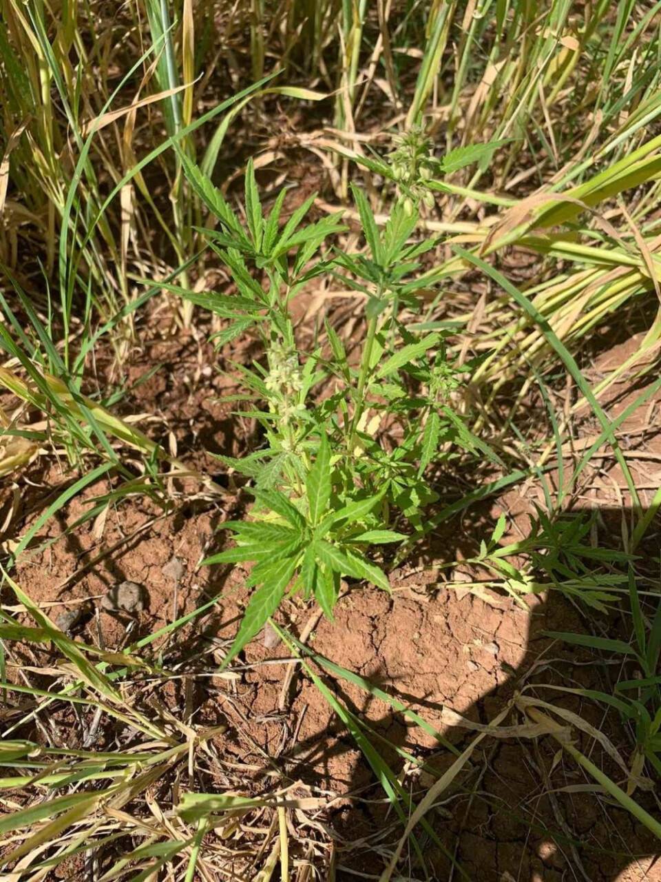 Tarlada 800 kök kenevir bitkisi ele geçirildi