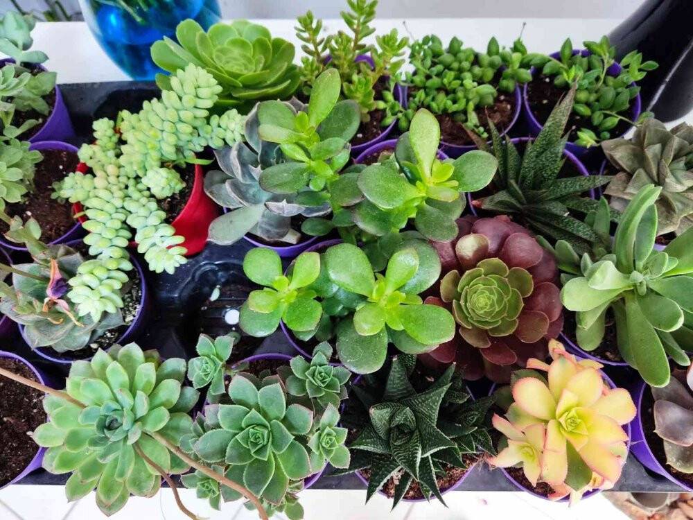 Çiçekseverlerin yaz tercihi: ‘Sukulent’