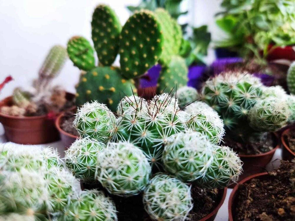 Çiçekseverlerin yaz tercihi: ‘Sukulent’