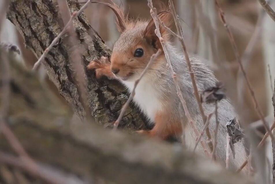 Kızıl Sincap’ın sevimli halleri kameralarda