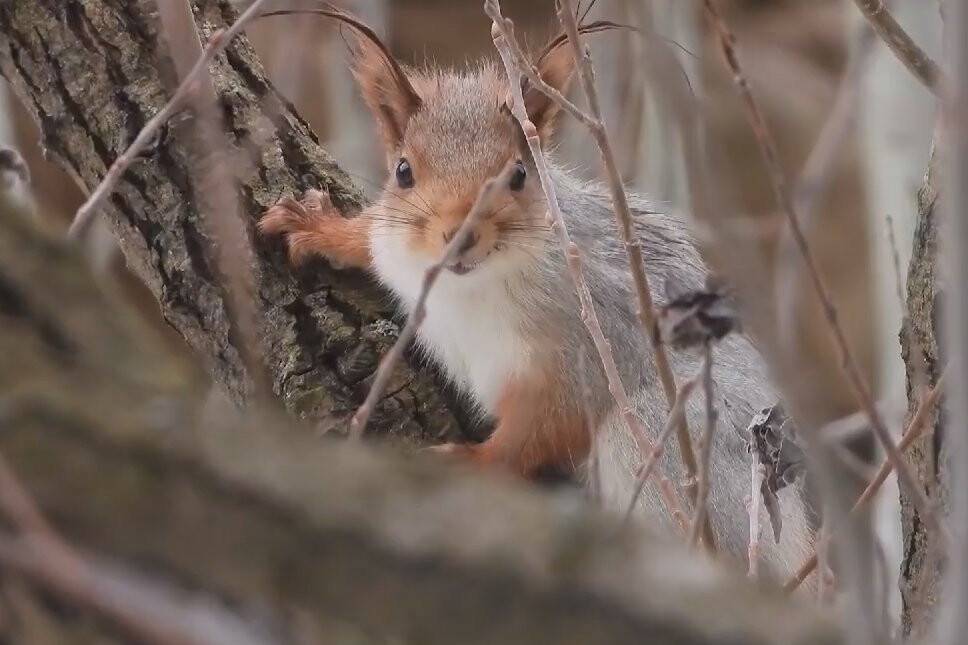Kızıl Sincap’ın sevimli halleri kameralarda