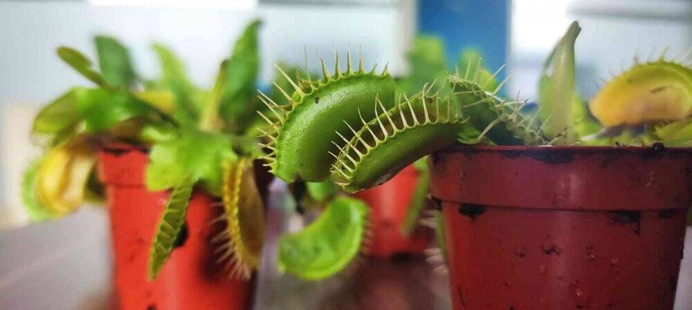 Bu bitkiler sinek ve böcekle besleniyor, büyük rağbet var