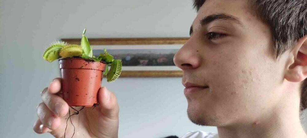 Bu bitkiler sinek ve böcekle besleniyor, büyük rağbet var