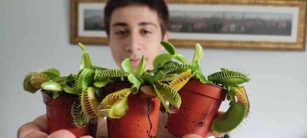 Bu bitkiler sinek ve böcekle besleniyor, büyük rağbet var