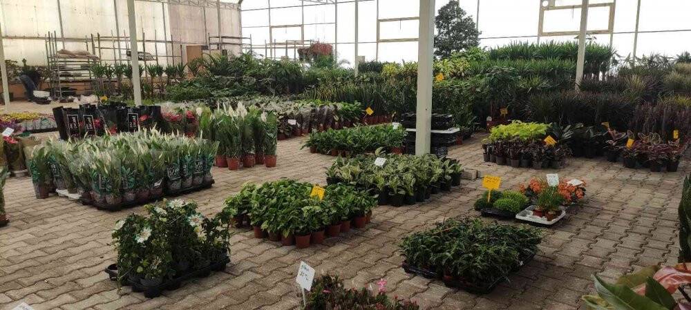 Bu bitkiler sinek ve böcekle besleniyor, büyük rağbet var