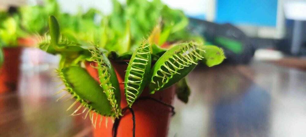 Bu bitkiler sinek ve böcekle besleniyor, büyük rağbet var