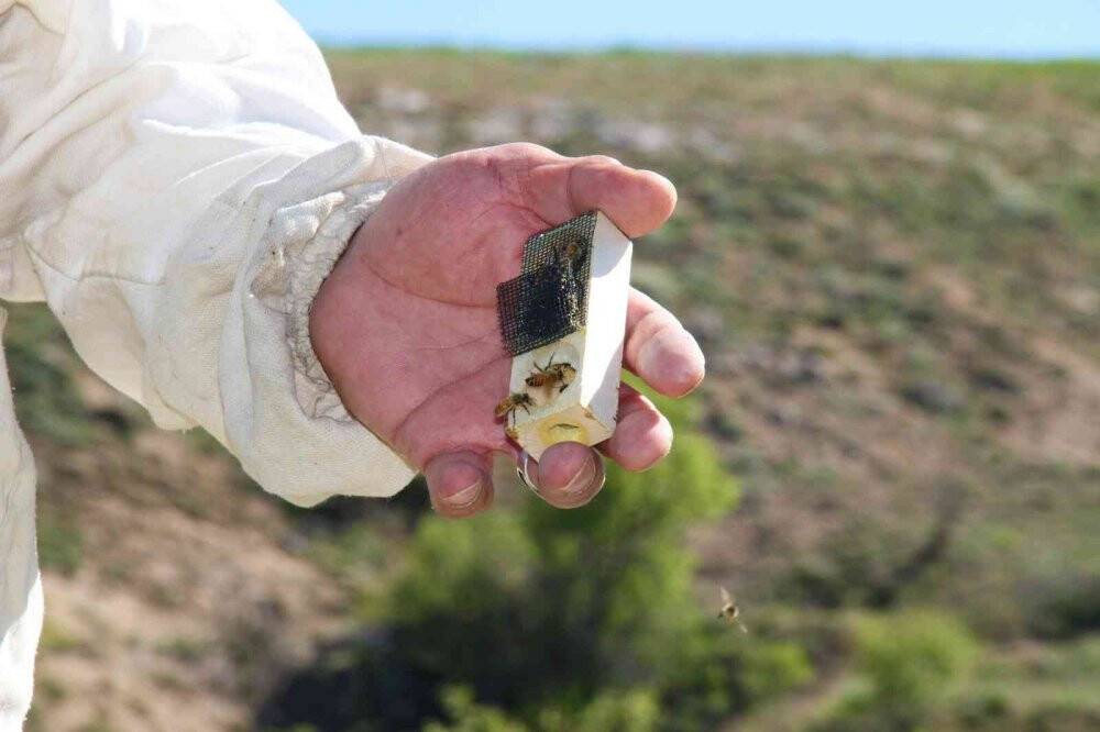 Yağışlar arıcıları da sevindirdi, rekoltede yükseliş bekleniyor