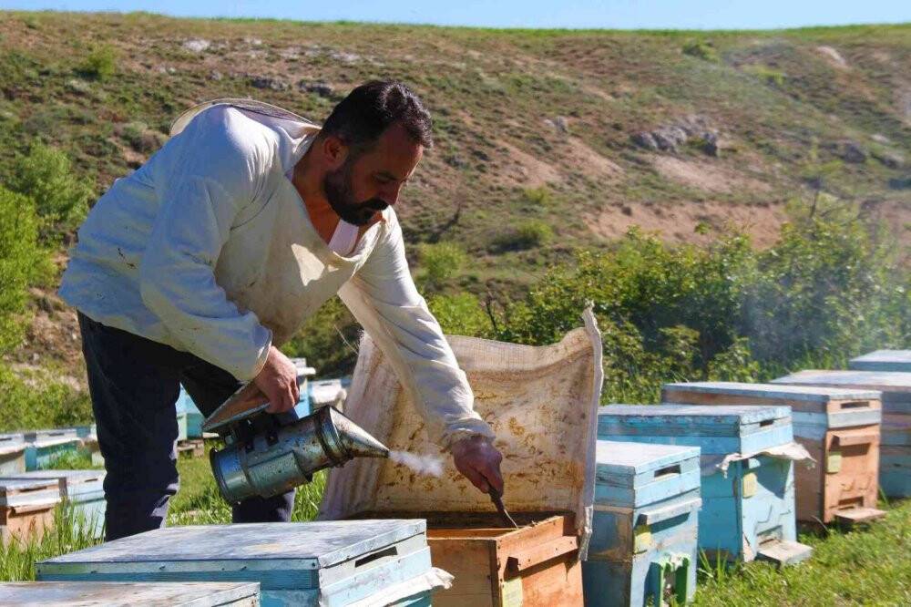 Yağışlar arıcıları da sevindirdi, rekoltede yükseliş bekleniyor