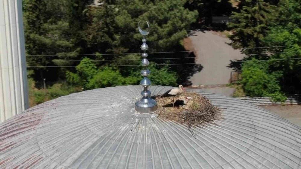 Yaren Leylek 7 yıldır aynı cami kubbesine yuva yapıyor