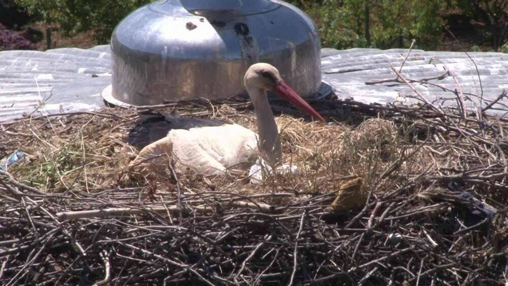 Yaren Leylek 7 yıldır aynı cami kubbesine yuva yapıyor