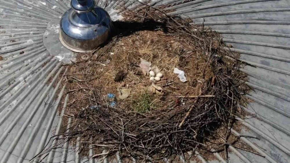 Yaren Leylek 7 yıldır aynı cami kubbesine yuva yapıyor