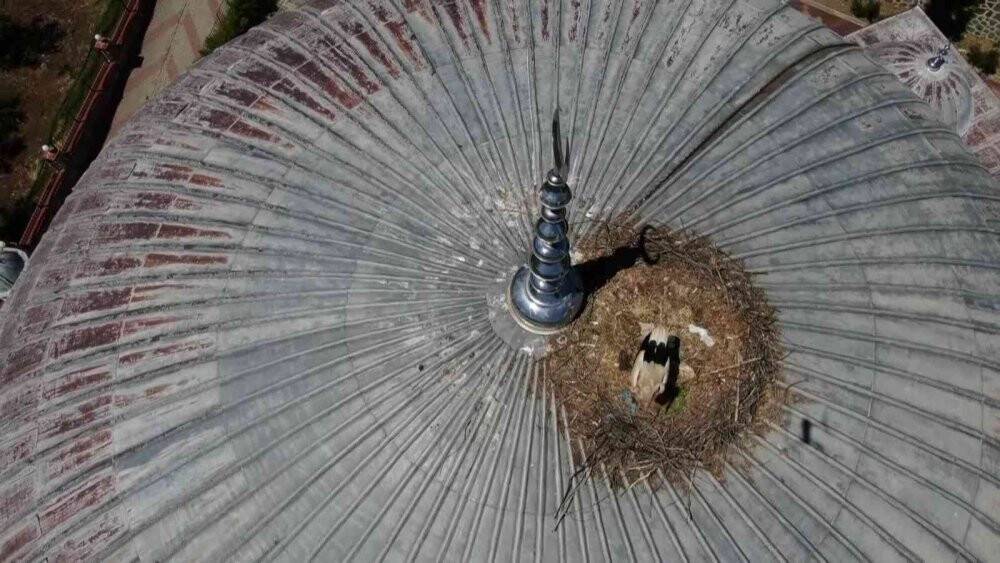 Yaren Leylek 7 yıldır aynı cami kubbesine yuva yapıyor