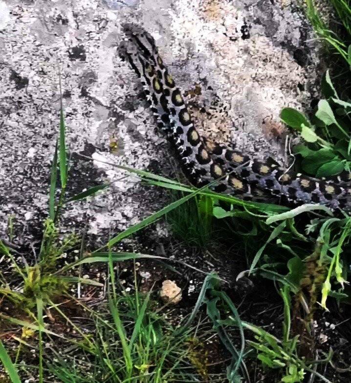 Endemik yılanların güç gösterisi kameraya yansıdı