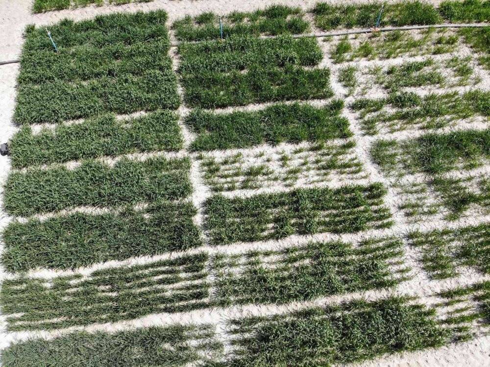 Hububatta hedef yerli tohumla üretimin artırılması