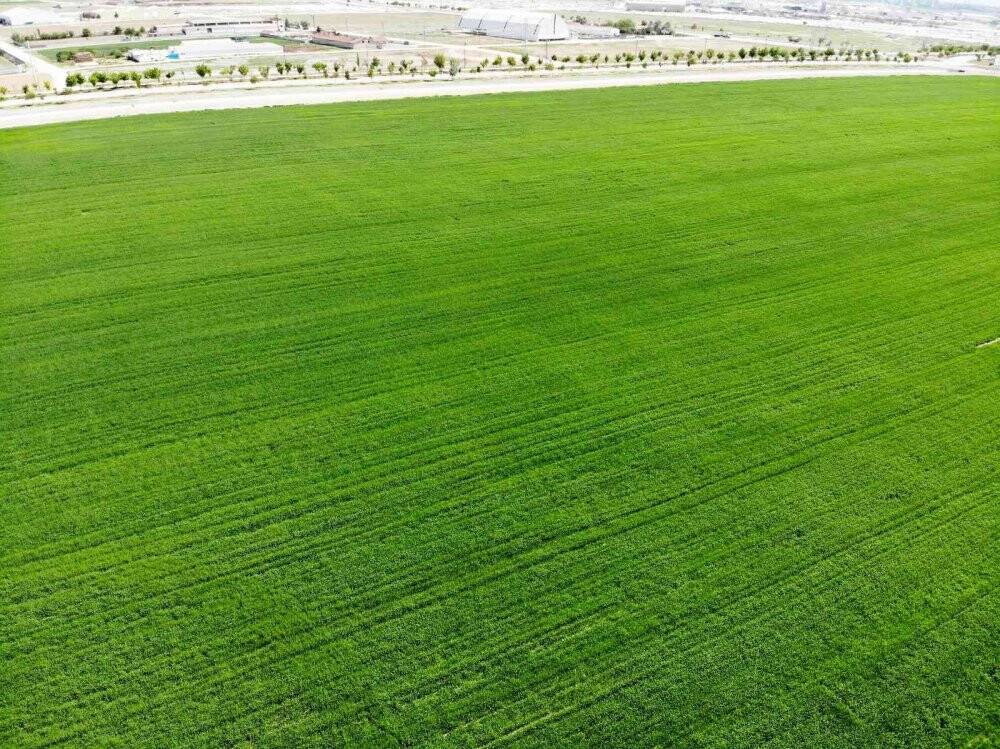 Hububatta hedef yerli tohumla üretimin artırılması