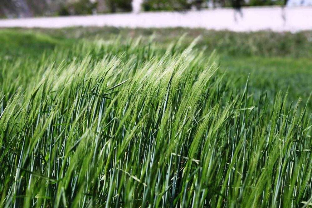 Hububatta hedef yerli tohumla üretimin artırılması