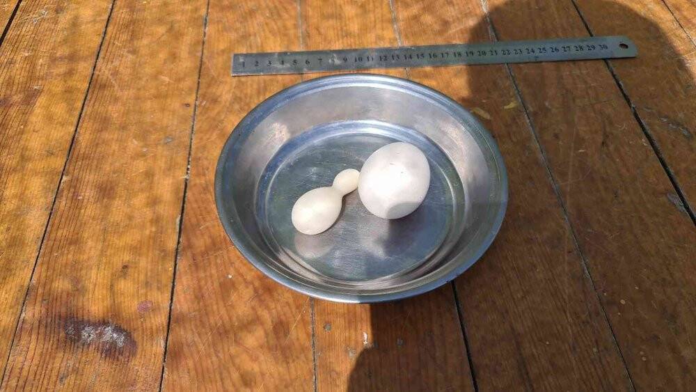 Kümesteki yumurtayı görünce neye uğradığını şaşırdı